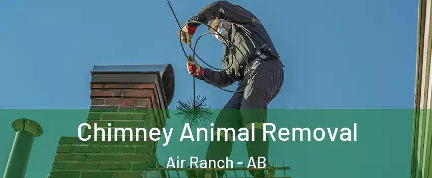 Chimney Animal Removal Air Ranch - AB
