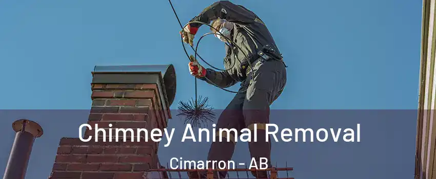  Chimney Animal Removal Cimarron - AB
