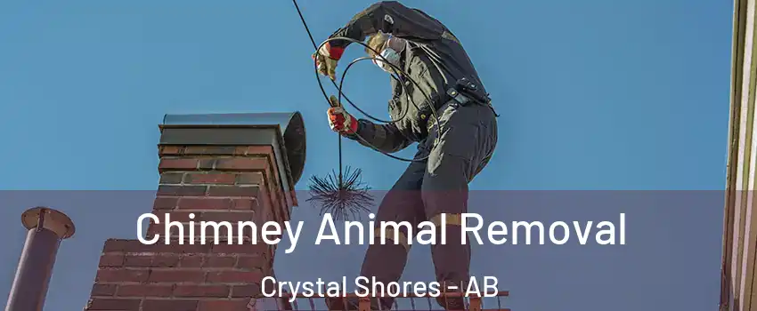 Chimney Animal Removal Crystal Shores - AB