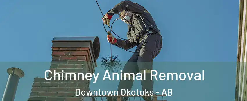 Chimney Animal Removal Downtown Okotoks - AB