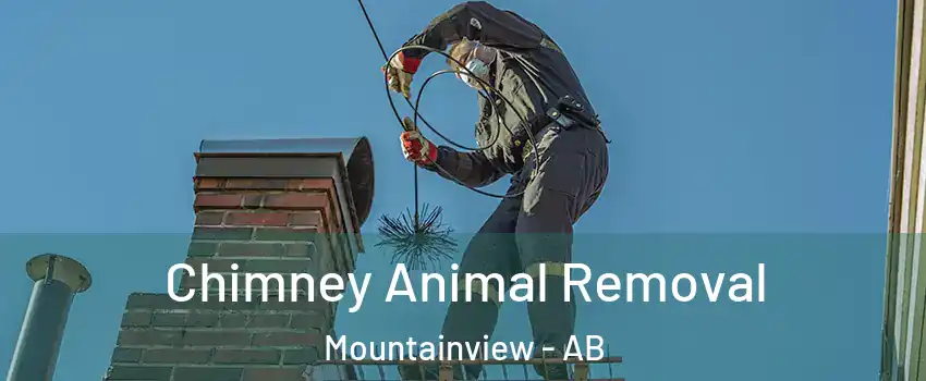 Chimney Animal Removal Mountainview - AB