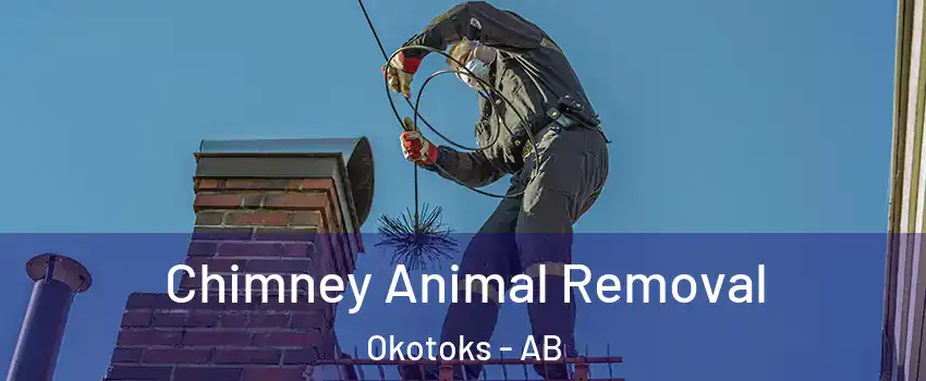  Chimney Animal Removal Okotoks - AB