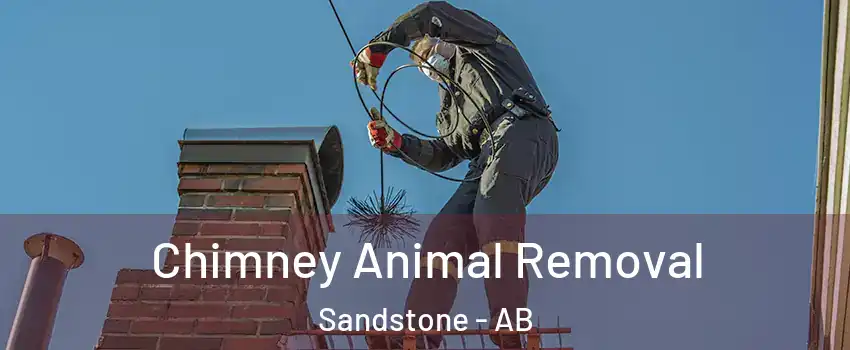 Chimney Animal Removal Sandstone - AB