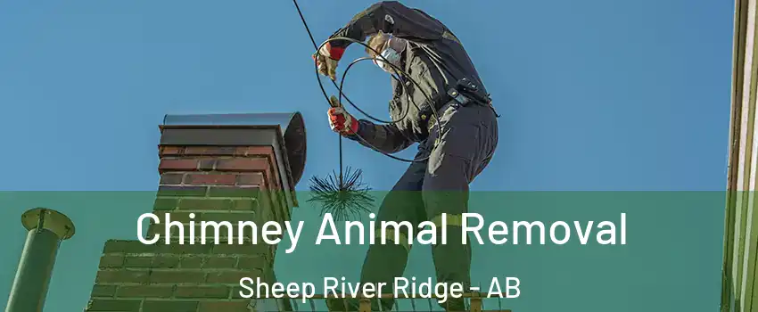 Chimney Animal Removal Sheep River Ridge - AB