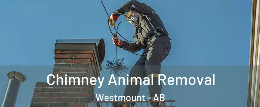 Chimney Animal Removal Westmount - AB