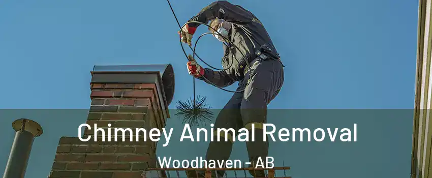  Chimney Animal Removal Woodhaven - AB